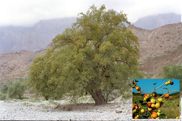 Sidr Tree - The source of one of the best products in our store-  Mujeza Honey 